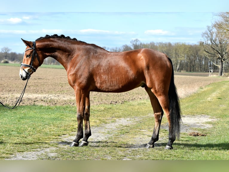 Hanovrien Hongre 5 Ans 172 cm Bai in Kamern