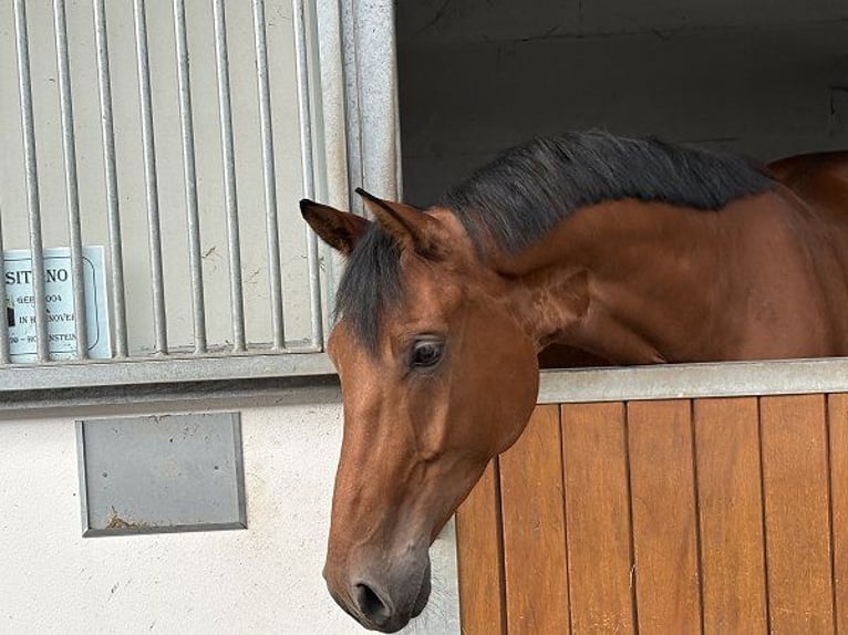 Hanovrien Hongre 5 Ans 172 cm Bai in Verden (Aller)