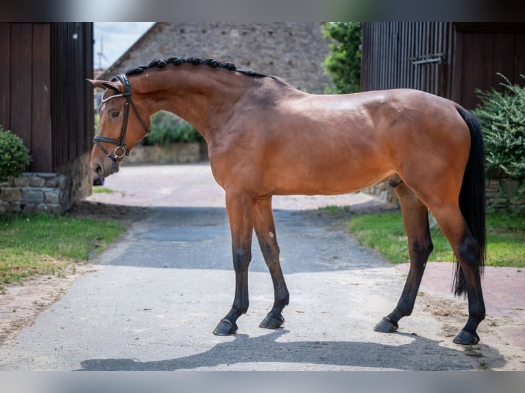 Hanovrien Hongre 5 Ans 172 cm Bai in Bramsche