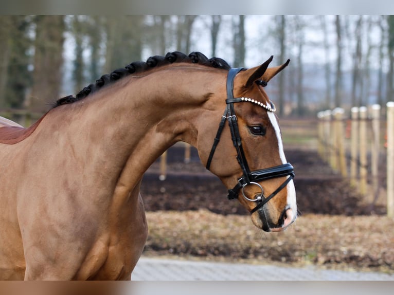 Hanovrien Hongre 5 Ans 172 cm Bai in Lienen