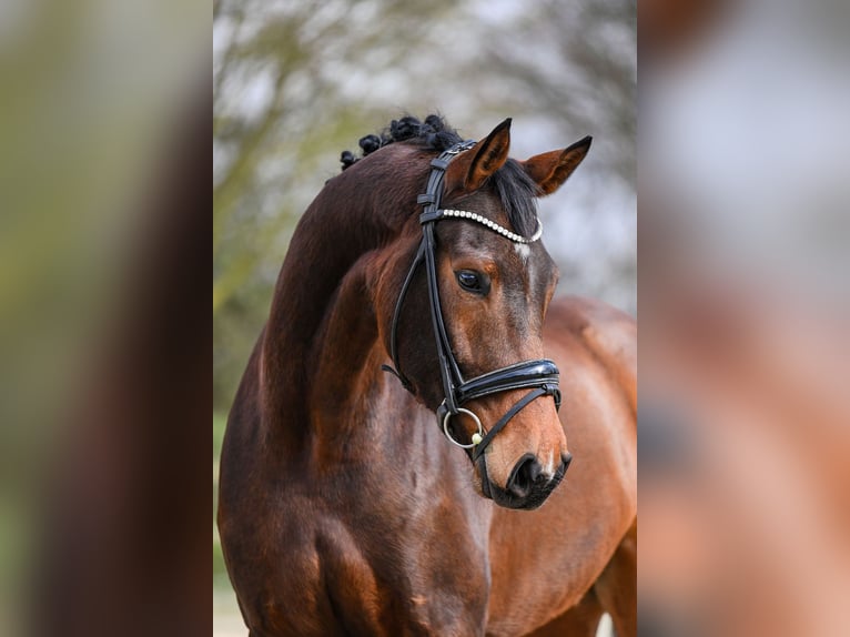 Hanovrien Hongre 5 Ans 172 cm Bai in Riedstadt