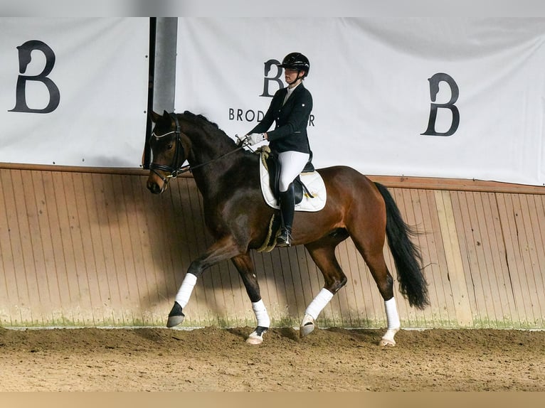 Hanovrien Hongre 5 Ans 172 cm Bai in Riedstadt