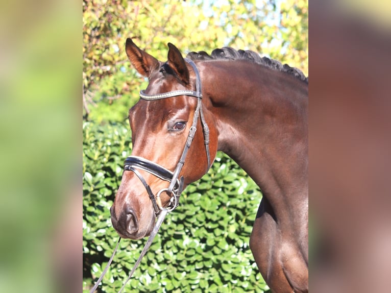 Hanovrien Hongre 5 Ans 172 cm Bai in Selsingen