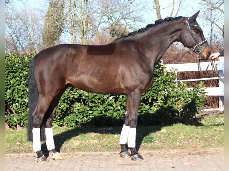 Hanovrien Hongre 5 Ans 172 cm Bai in Selsingen