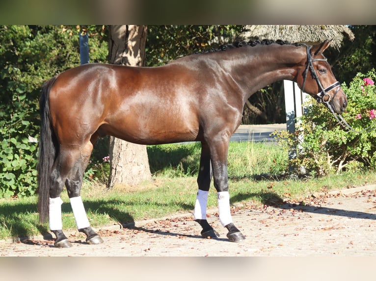 Hanovrien Hongre 5 Ans 172 cm Bai in Selsingen