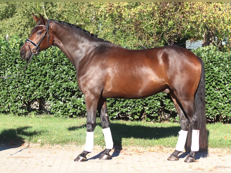 Hanovrien Hongre 5 Ans 172 cm Bai in Selsingen