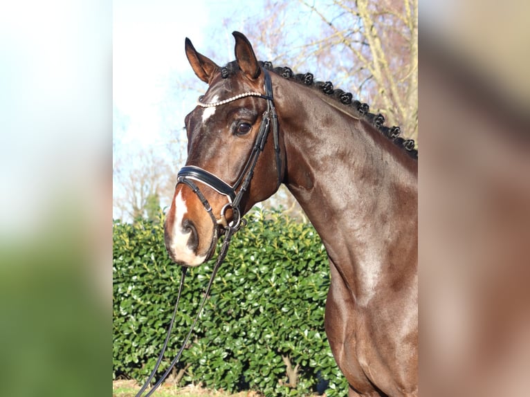 Hanovrien Hongre 5 Ans 172 cm Bai in Selsingen