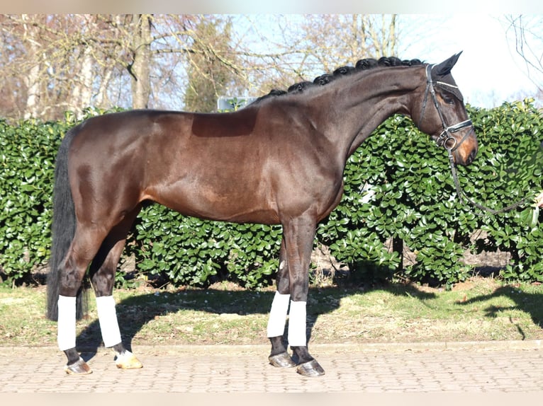 Hanovrien Hongre 5 Ans 172 cm Bai in Selsingen