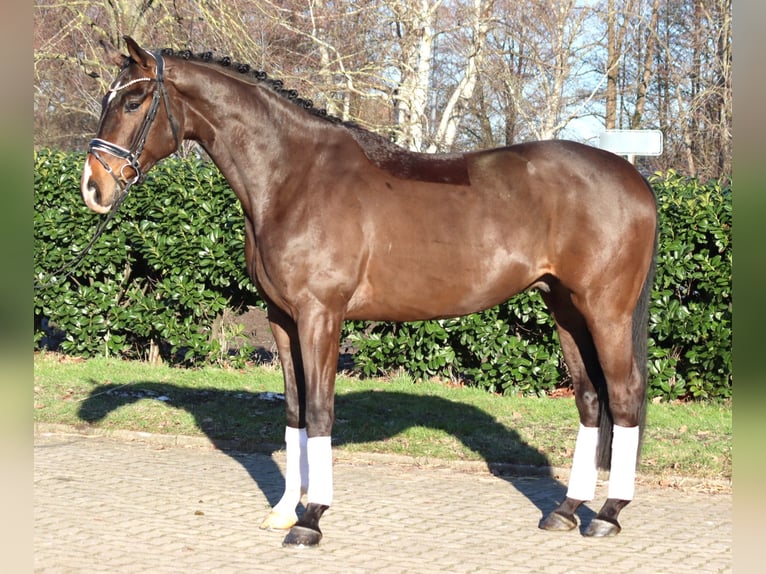 Hanovrien Hongre 5 Ans 172 cm Bai in Selsingen