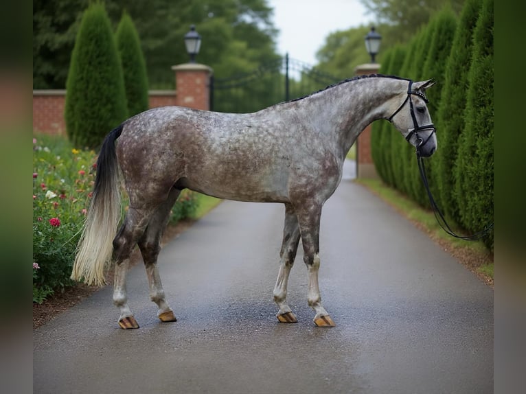 Hanovrien Hongre 5 Ans 172 cm in Zalaegerszeg