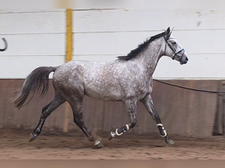 Hanovrien Hongre 5 Ans 172 cm Gris in Braunschweig