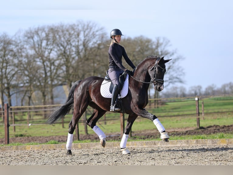 Hanovrien Hongre 5 Ans 172 cm Noir in Haaksbergen