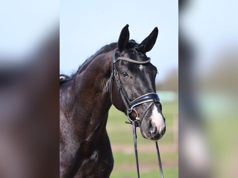 Hanovrien Hongre 5 Ans 172 cm Noir in Haaksbergen