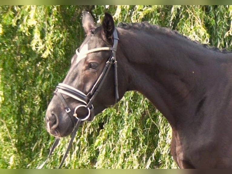Hanovrien Hongre 5 Ans 172 cm Noir in Linau