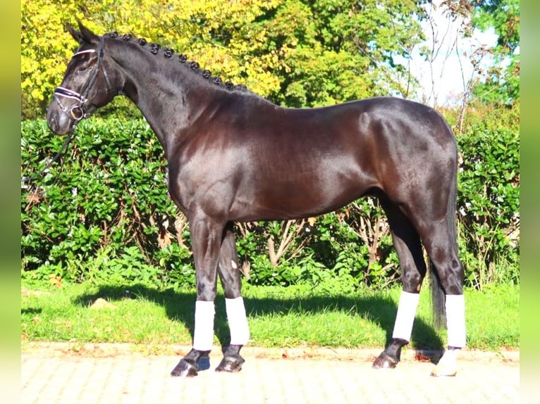 Hanovrien Hongre 5 Ans 172 cm Noir in Selsingen