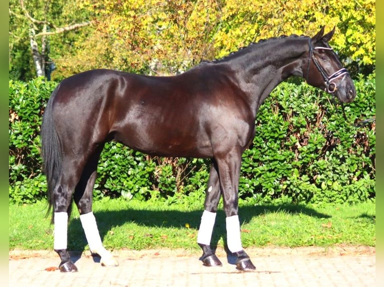 Hanovrien Hongre 5 Ans 172 cm Noir in Selsingen