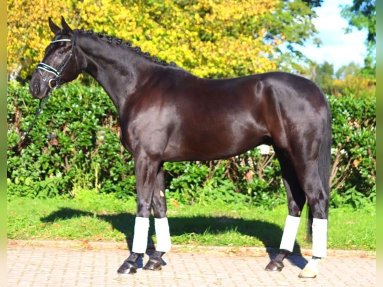 Hanovrien Hongre 5 Ans 172 cm Noir in Selsingen