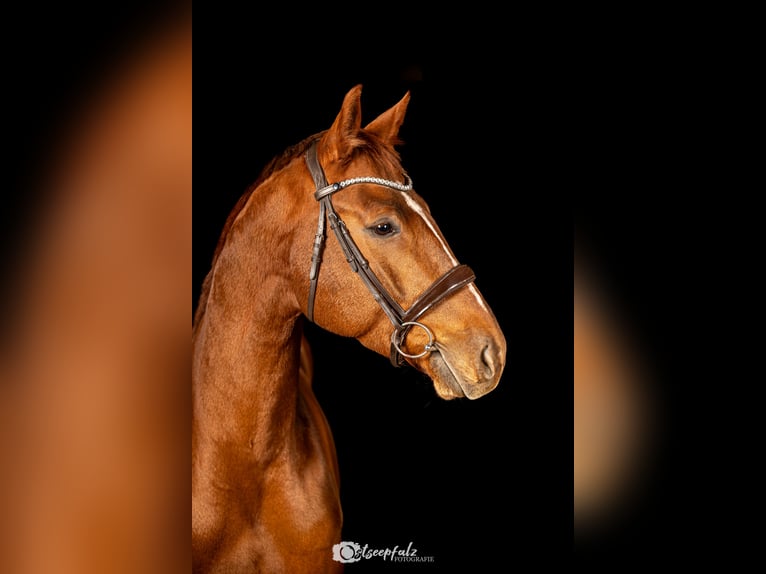 Hanovrien Hongre 5 Ans 173 cm Alezan brûlé in Offenhausen