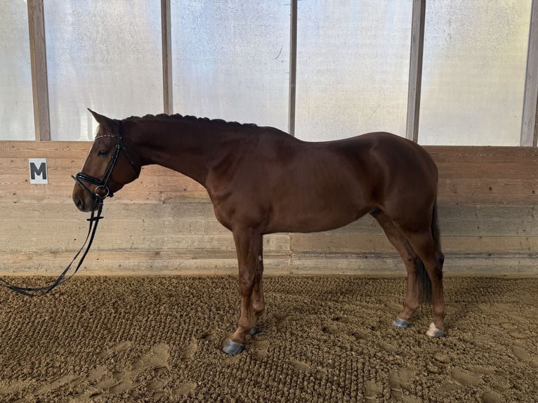 Hanovrien Hongre 5 Ans 173 cm Alezan brûlé in Offenhausen