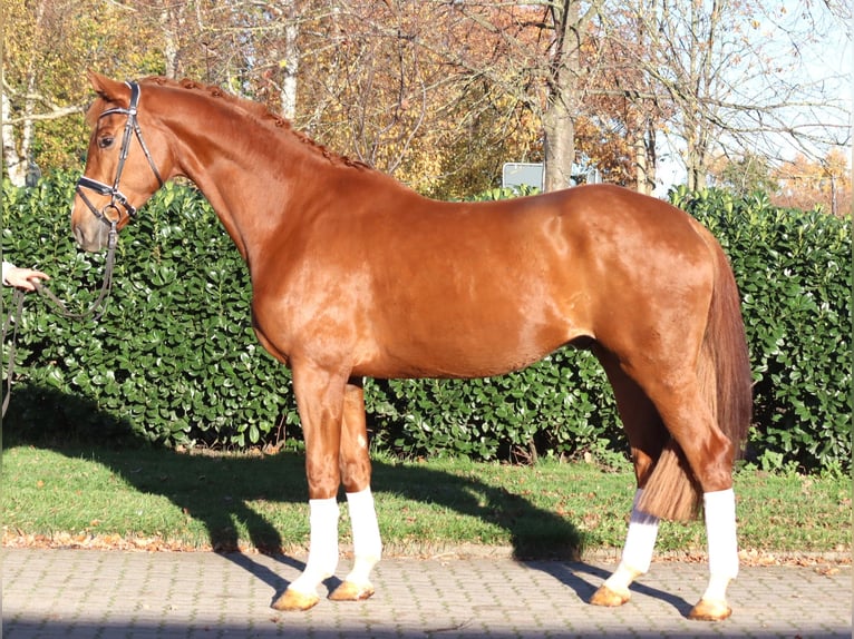 Hanovrien Hongre 5 Ans 173 cm Alezan in Selsingen