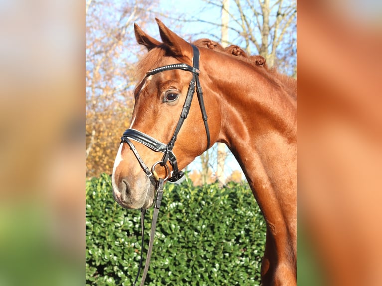 Hanovrien Hongre 5 Ans 173 cm Alezan in Selsingen