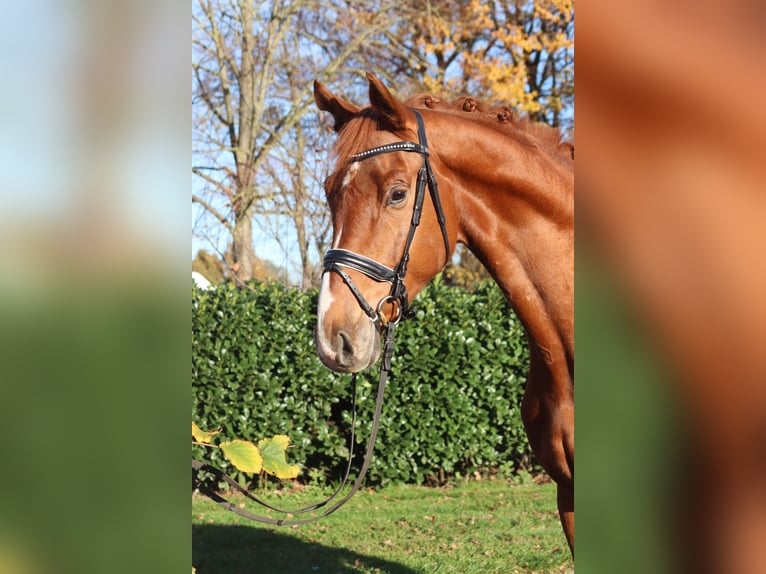 Hanovrien Hongre 5 Ans 173 cm Alezan in Selsingen