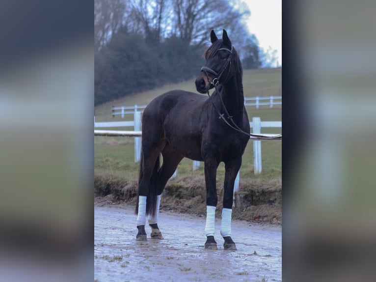 Hanovrien Hongre 5 Ans 173 cm Bai brun in Hattingen