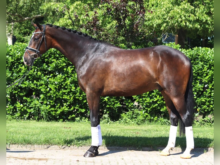 Hanovrien Hongre 5 Ans 173 cm Bai brun in Selsingen