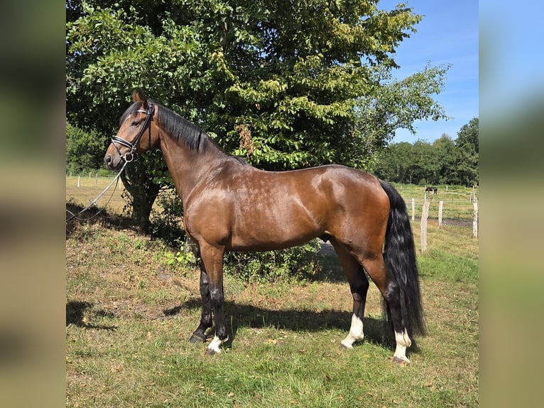 Hanovrien Hongre 5 Ans 173 cm Bai in Loxstedt