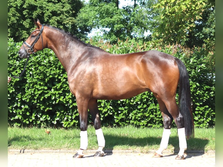 Hanovrien Hongre 5 Ans 173 cm Bai in Selsingen