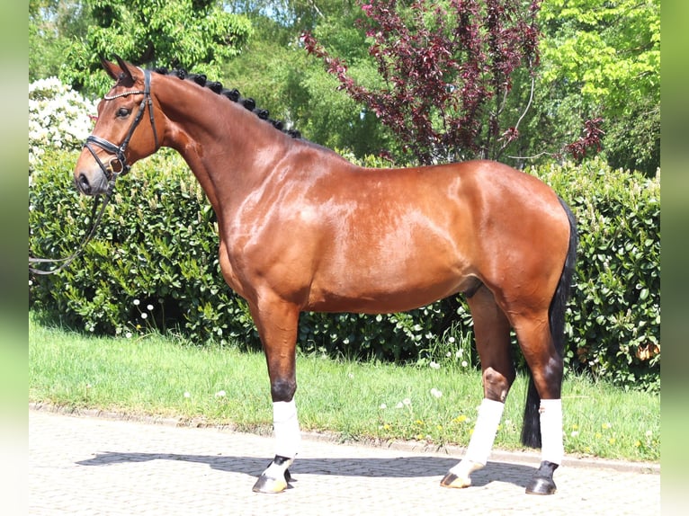 Hanovrien Hongre 5 Ans 173 cm Bai in Selsingen