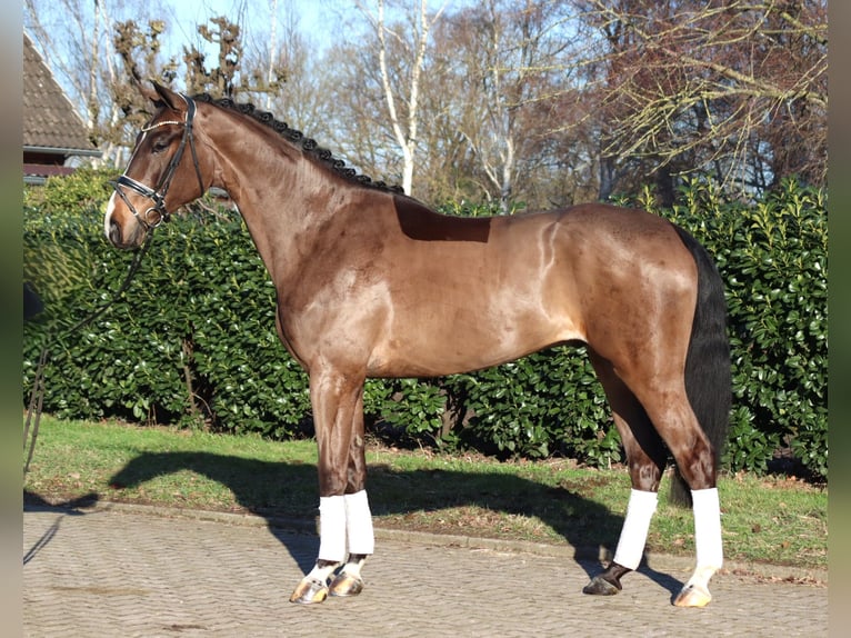 Hanovrien Hongre 5 Ans 173 cm Bai in Selsingen