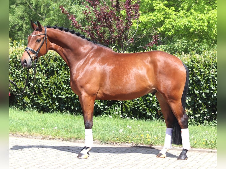Hanovrien Hongre 5 Ans 173 cm Bai in Selsingen