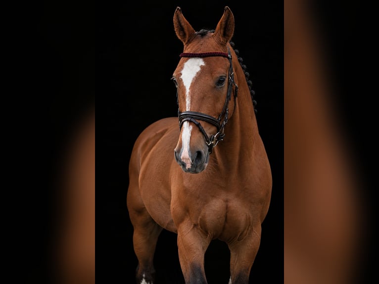 Hanovrien Hongre 5 Ans 173 cm Bai in Waren (Müritz)