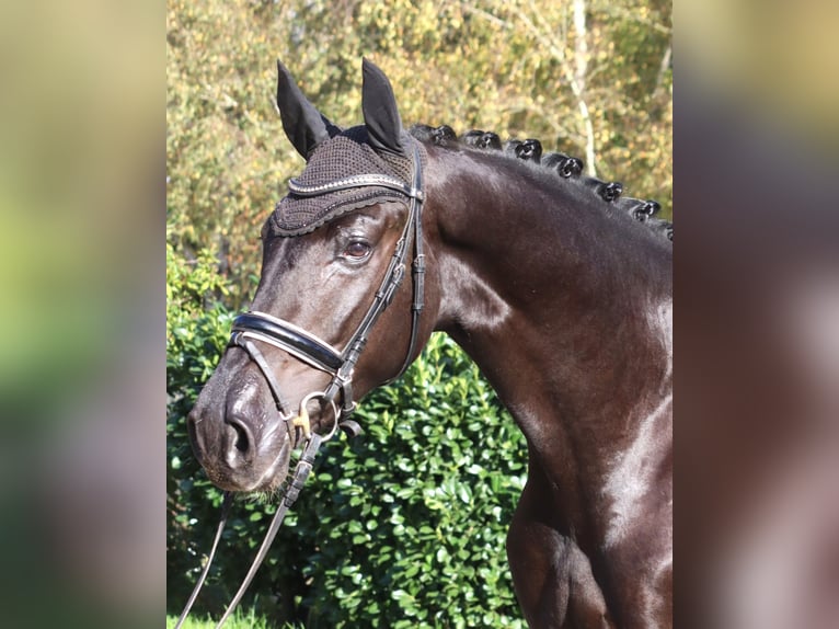 Hanovrien Hongre 5 Ans 173 cm Noir in Selsingen