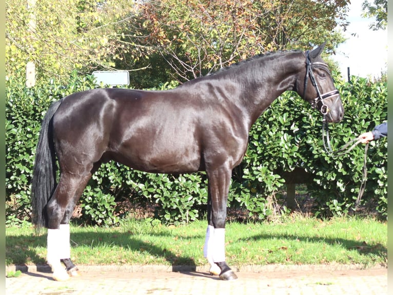 Hanovrien Hongre 5 Ans 173 cm Noir in Selsingen