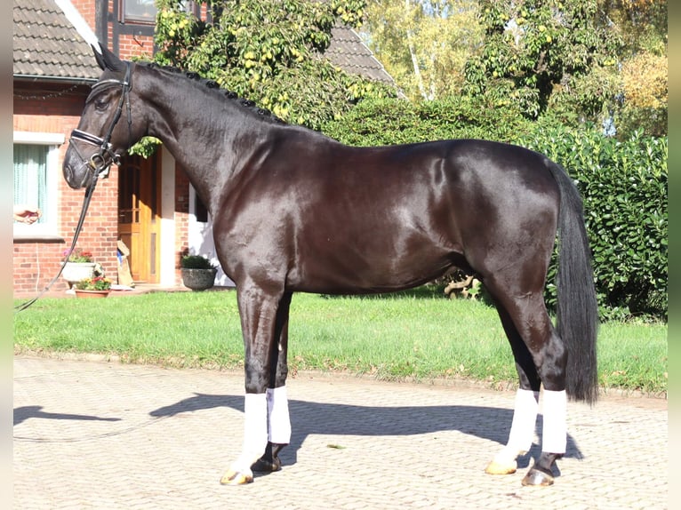 Hanovrien Hongre 5 Ans 173 cm Noir in Selsingen