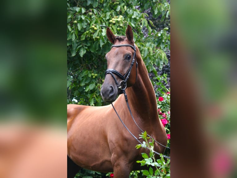 Hanovrien Hongre 5 Ans 174 cm Alezan brûlé in Gro&#xDF; Ippener
