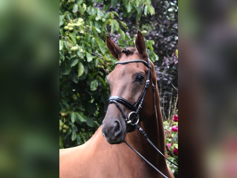 Hanovrien Hongre 5 Ans 174 cm Alezan brûlé in Gro&#xDF; Ippener