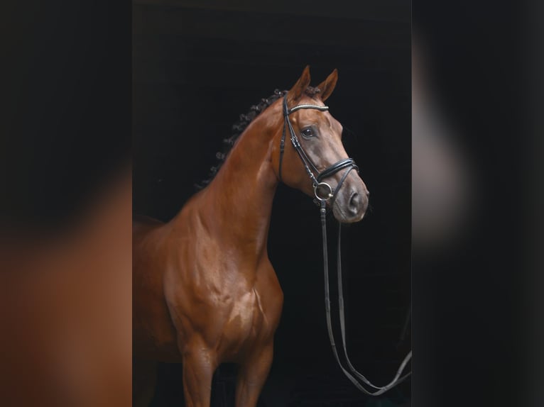 Hanovrien Hongre 5 Ans 174 cm Alezan brûlé in Gro&#xDF; Ippener