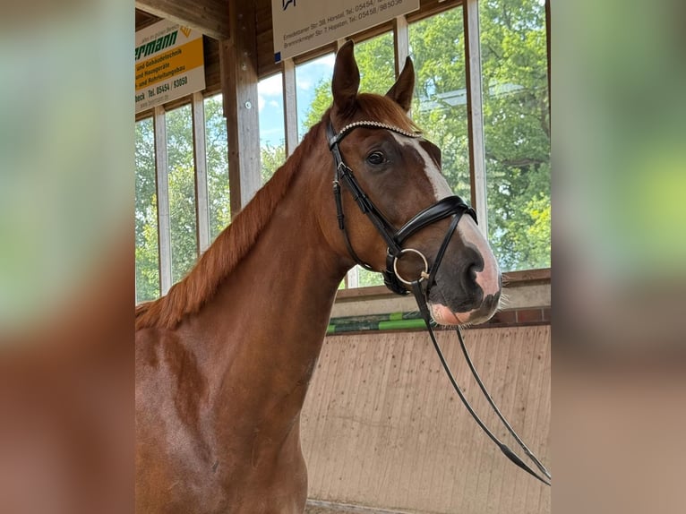 Hanovrien Hongre 5 Ans 174 cm Alezan in Hoya