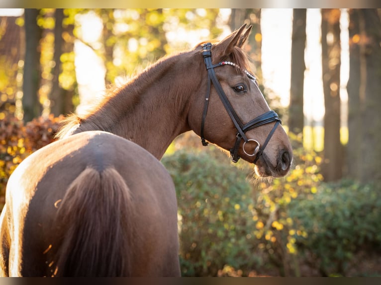 Hanovrien Hongre 5 Ans 174 cm Alezan in Essen (Oldenburg)