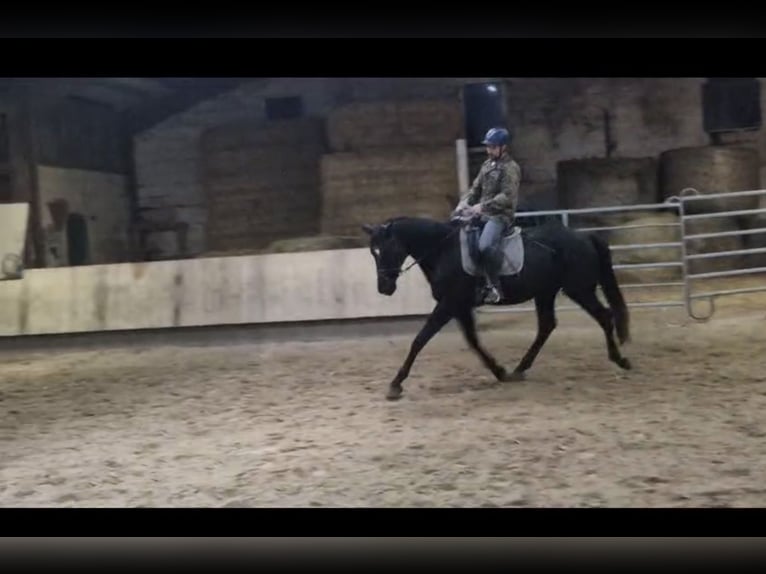 Hanovrien Hongre 5 Ans 174 cm Bai brun in Udenhain