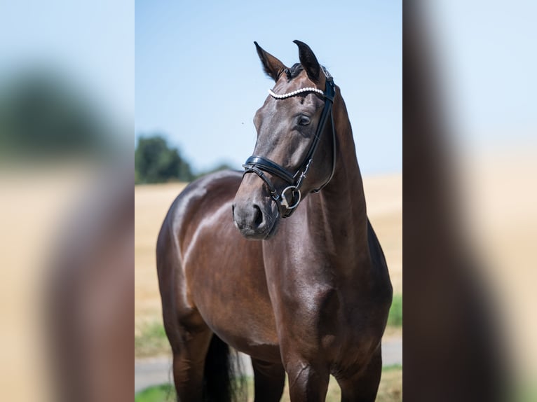 Hanovrien Hongre 5 Ans 174 cm Bai brun foncé in Bramsche