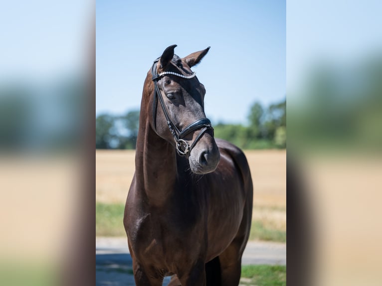 Hanovrien Hongre 5 Ans 174 cm Bai brun foncé in Bramsche