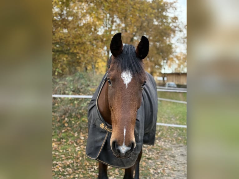 Hanovrien Hongre 5 Ans 174 cm Bai in Barsbüttel