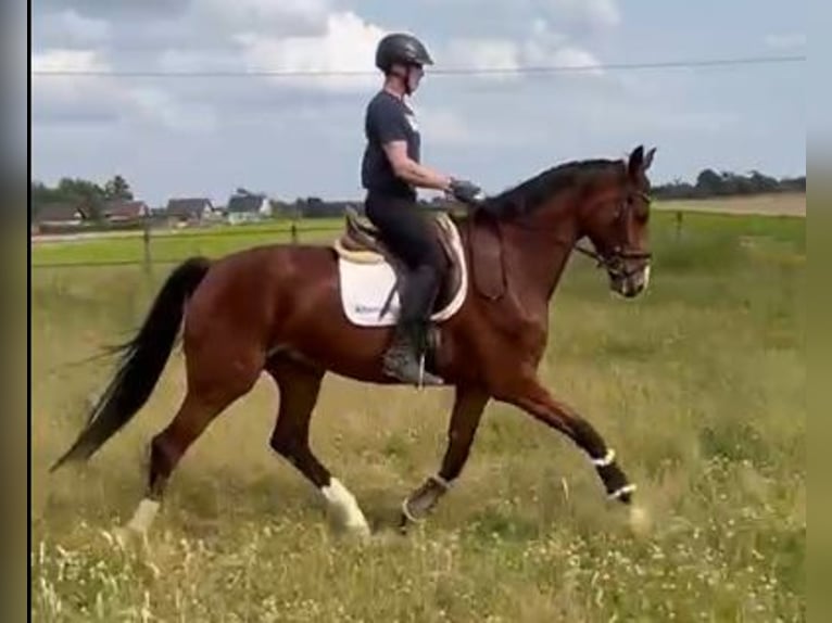Hanovrien Hongre 5 Ans 174 cm Bai in Nettetal/Germany