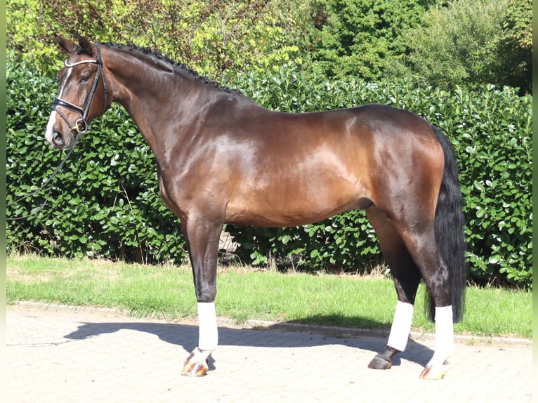 Hanovrien Hongre 5 Ans 174 cm Bai in Selsingen