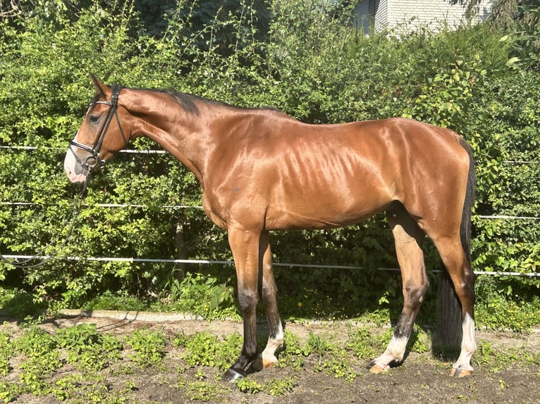 Hanovrien Hongre 5 Ans 174 cm Bai in Hohenhameln