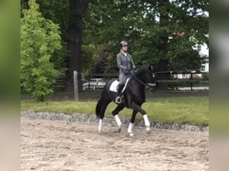 Hanovrien Hongre 5 Ans 174 cm Noir in Uetze